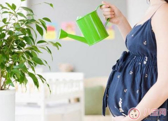 孕婦房間里可以放吊蘭嗎 吊蘭對孕婦有影響嗎(孕婦養(yǎng)吊蘭注意事項(xiàng))