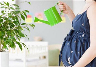 孕婦房間里可以放吊蘭嗎 吊蘭對(duì)孕婦有影響嗎(孕婦養(yǎng)吊蘭注意事項(xiàng))