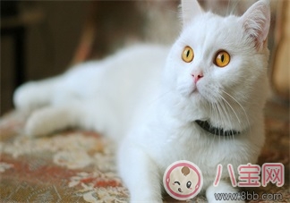 備孕期間家里可以養(yǎng)貓嗎