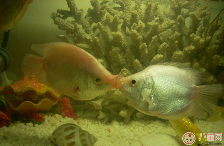 接吻高技巧玩法 接吻日一定要會(huì)