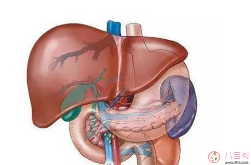 孕婦孕晚期嘔吐正常嗎 孕晚期得了脂肪肝怎么辦(孕期脂肪肝日常飲食) 孕婦孕晚期嘔吐正常嗎 孕晚期得了脂肪肝怎么辦(孕期脂肪肝日常飲食)