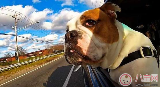 不知道自己懷孕吃了暈車藥怎么辦 懷孕可以吃暈車藥嗎 不知道自己懷孕吃了暈車藥怎么辦 懷孕可以吃暈車藥嗎