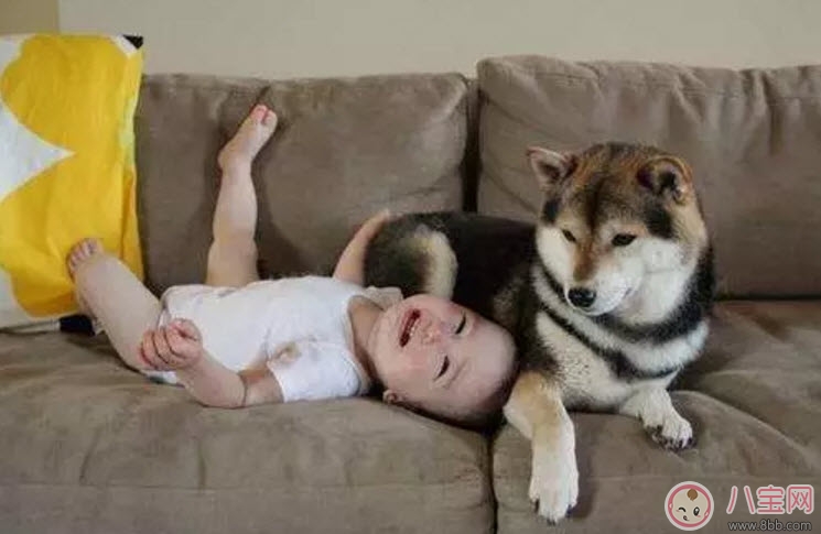 養(yǎng)寵物的孕婦應(yīng)該做哪些檢查 為什么明星懷孕了能養(yǎng)寵物