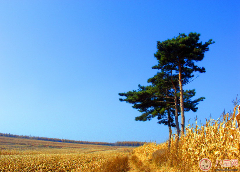 秋天準(zhǔn)媽媽怎么吃好 準(zhǔn)媽媽秋季如何進補