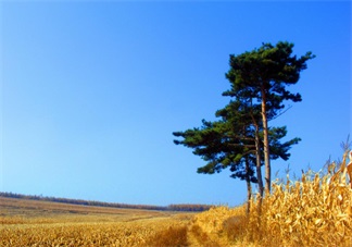 秋天準媽媽怎么吃好 準媽媽秋季如何進補