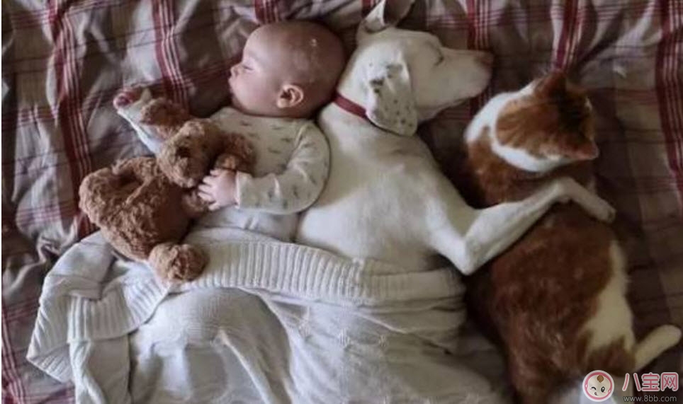 孕期家里有寵物怎么辦 孕期養(yǎng)寵物注意事項(xiàng)