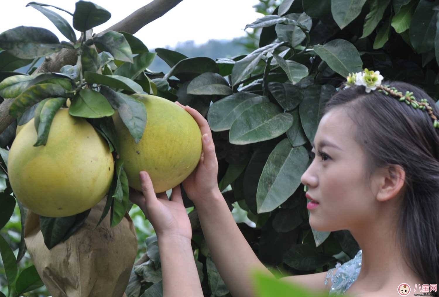 柚子減肥法  秋季去燥又瘦身