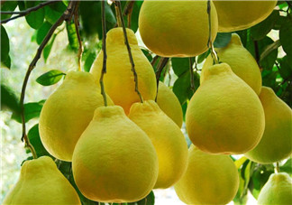 柚子減肥法  秋季去燥又瘦身