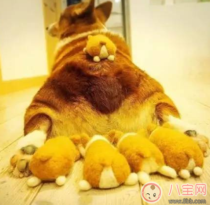 柯基臀是什么 李菲兒柯基臀怎么練出來(lái)的 柯基臀是什么 李菲兒柯基臀怎么練出來(lái)的