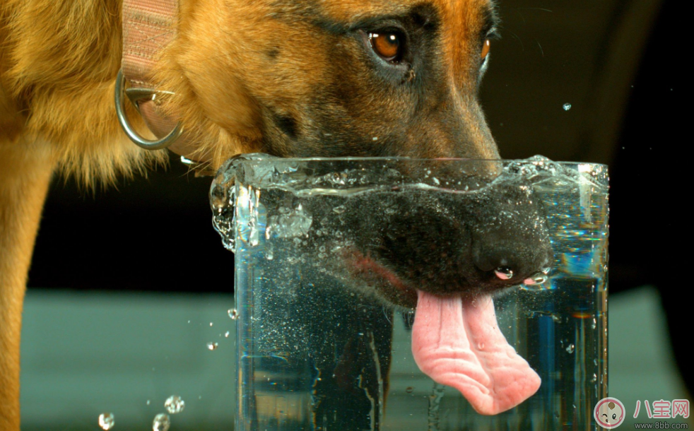 喝水其實(shí)大有講究了 隔夜的水究竟怎么喝