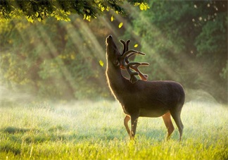 迷失的鹿薄荷迷全文閱讀 迷失的鹿白鹿完整版
