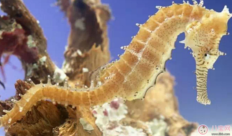 孕婦能吃海馬嗎 孕婦為什么不能吃海馬 孕婦能吃海馬嗎 孕婦為什么不能吃海馬