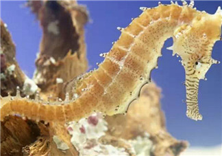 孕婦能吃海馬嗎 孕婦為什么不能吃海馬