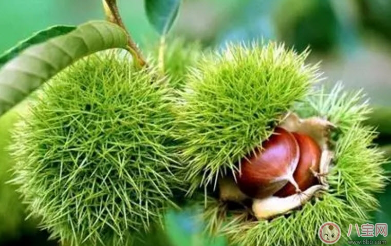 孕婦能吃生板栗嗎 孕婦吃糖炒栗子有哪些好處 孕婦能吃生板栗嗎 孕婦吃糖炒栗子有哪些好處