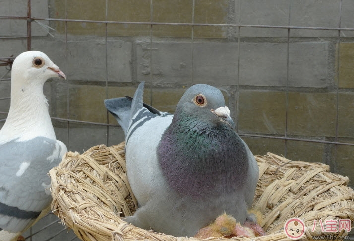 孕婦可以吃鴿子肉嗎 孕婦喝鴿子湯的營養(yǎng)好處