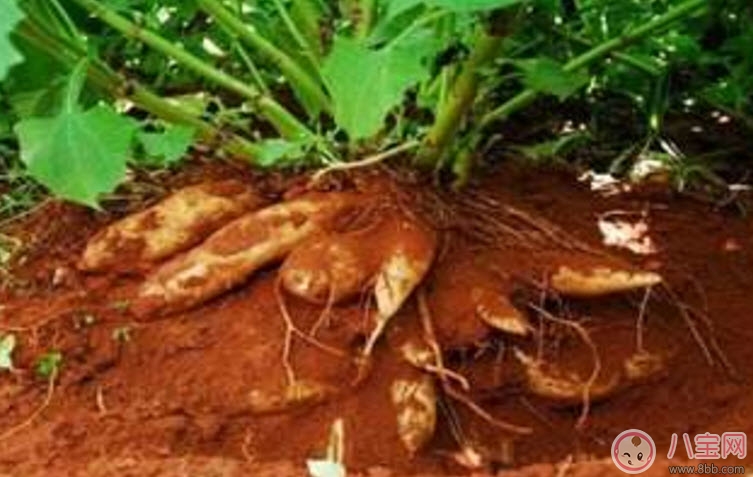 孕婦能吃雪蓮果嗎 孕婦吃雪蓮果的功效魚作用有哪些 孕婦能吃雪蓮果嗎 孕婦吃雪蓮果的功效魚作用有哪些