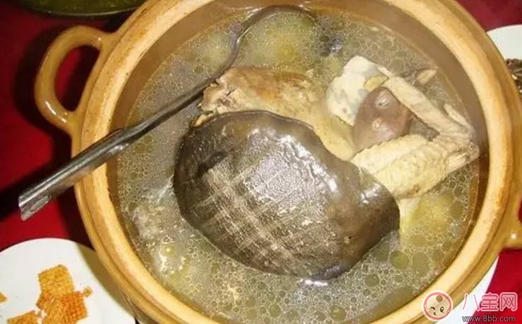 孕婦能喝清燉甲魚湯嗎 孕婦喝了甲魚湯怎么辦