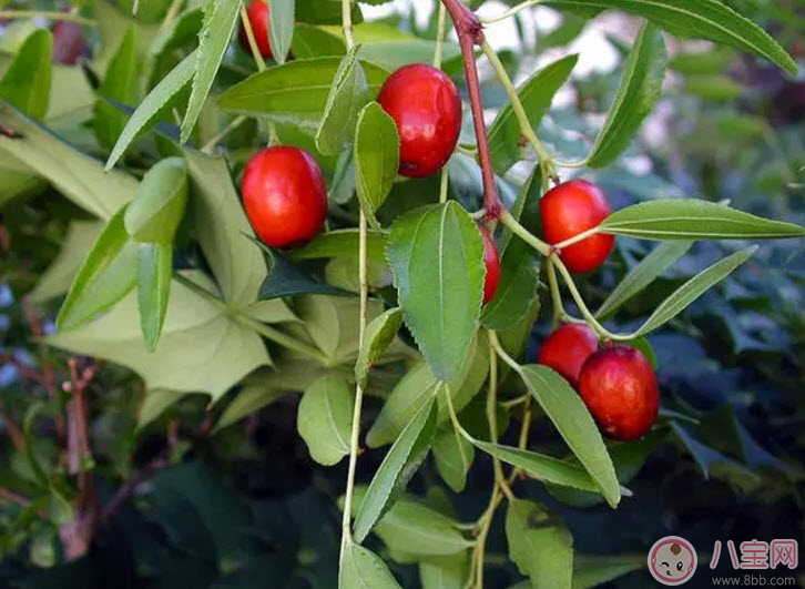 孕婦懷孕初期可以吃酸棗嗎 孕婦吃酸棗有哪些好處 孕婦懷孕初期可以吃酸棗嗎 孕婦吃酸棗有哪些好處