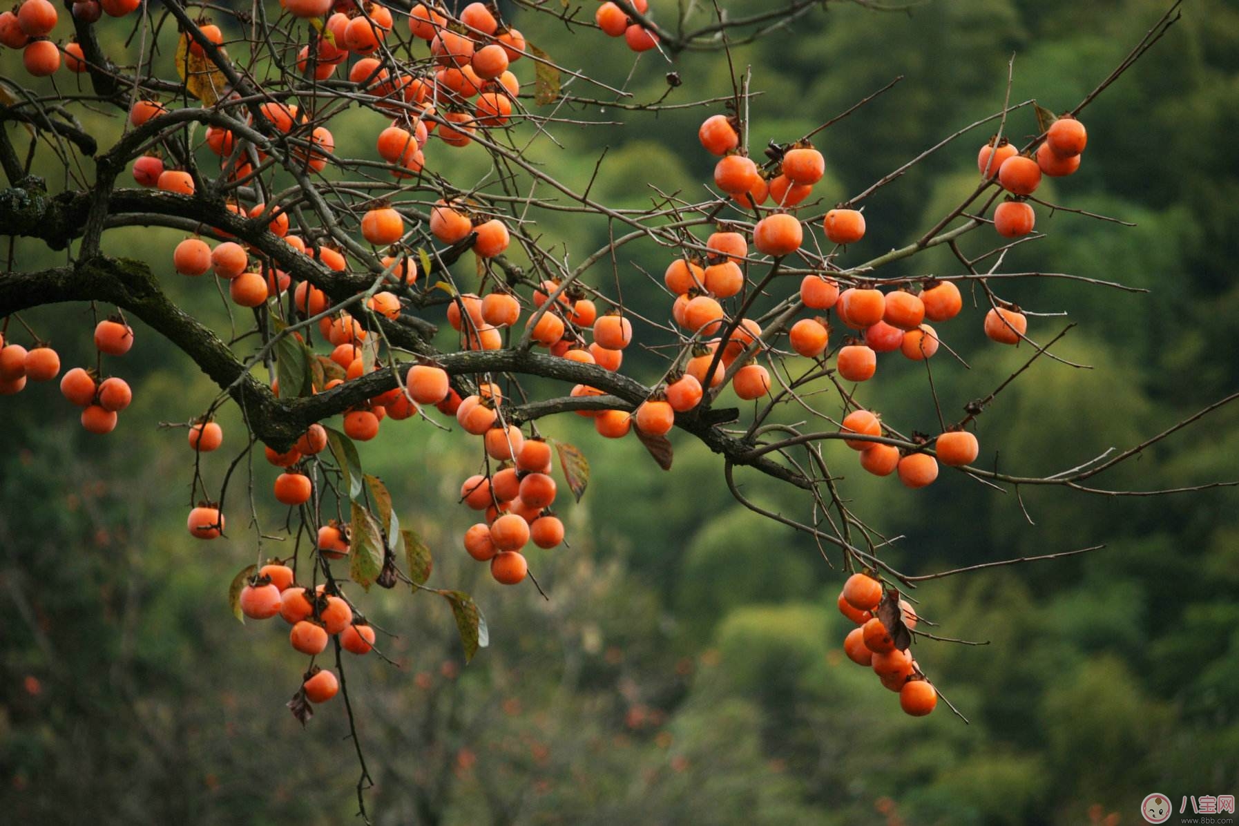 秋季吃柿子好處多 但別忘了吃柿子時還有這些禁忌
