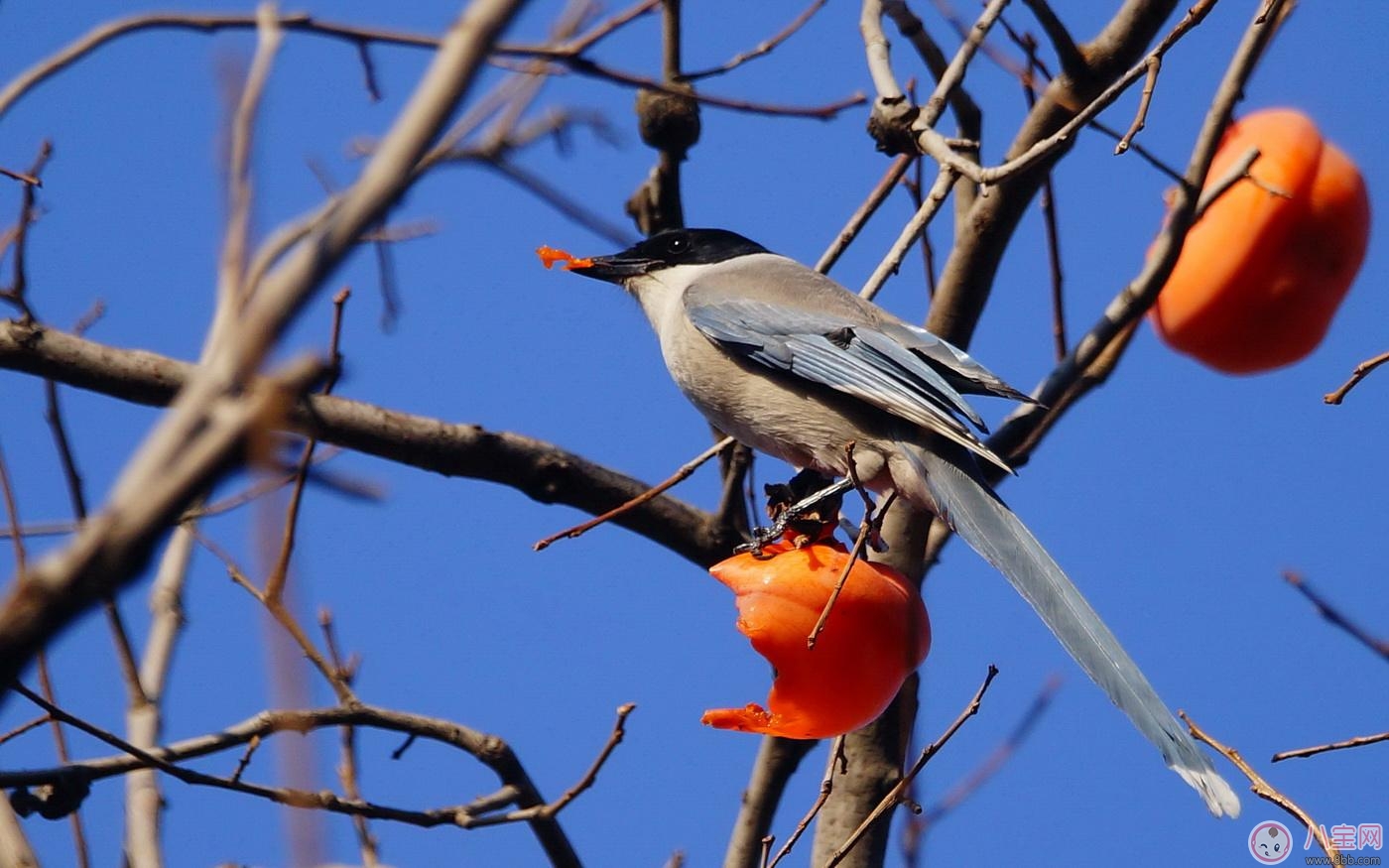 秋季吃柿子好處多 但別忘了吃柿子時還有這些禁忌