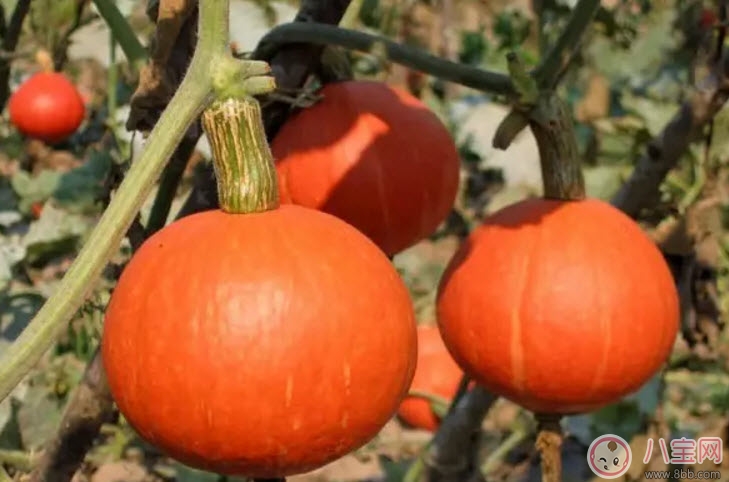 孕婦吃南瓜有什么好處 孕婦吃南瓜對胎兒好嗎