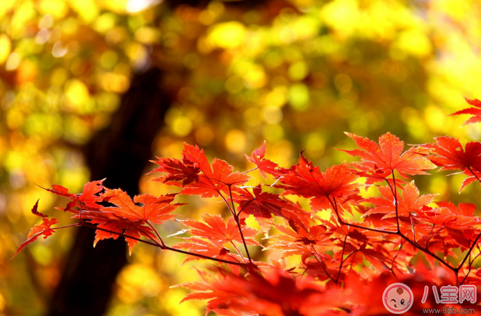 秋季進(jìn)補(bǔ)需注意 孕婦秋天這幾種東西不能吃