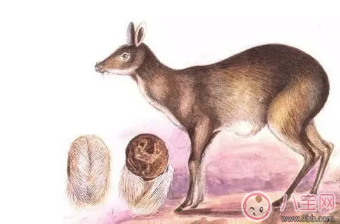 孕婦能用香水嗎 孕婦使用香水有哪些注意事項