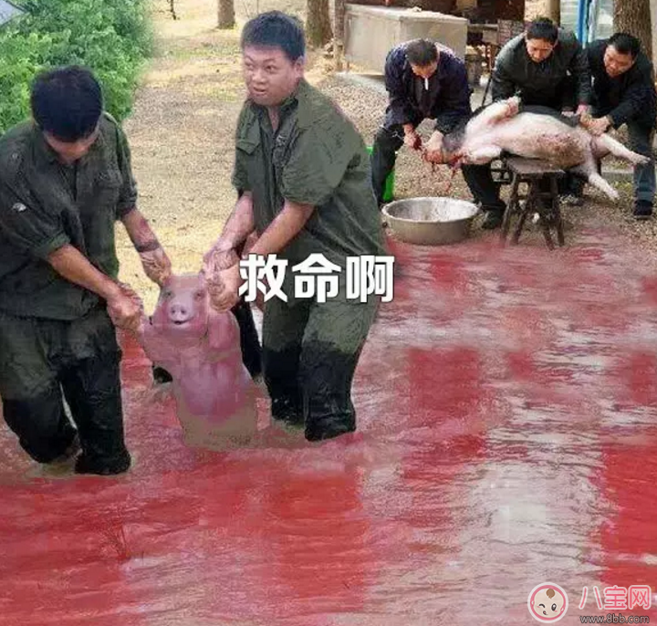 洪水救出的網(wǎng)紅小豬被做成表情包 網(wǎng)紅小豬表情包合集