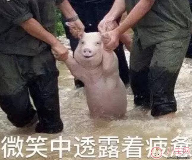 洪水救出的網(wǎng)紅小豬被做成表情包 網(wǎng)紅小豬表情包合集