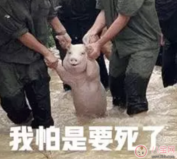 洪水救出的網(wǎng)紅小豬被做成表情包 網(wǎng)紅小豬表情包合集