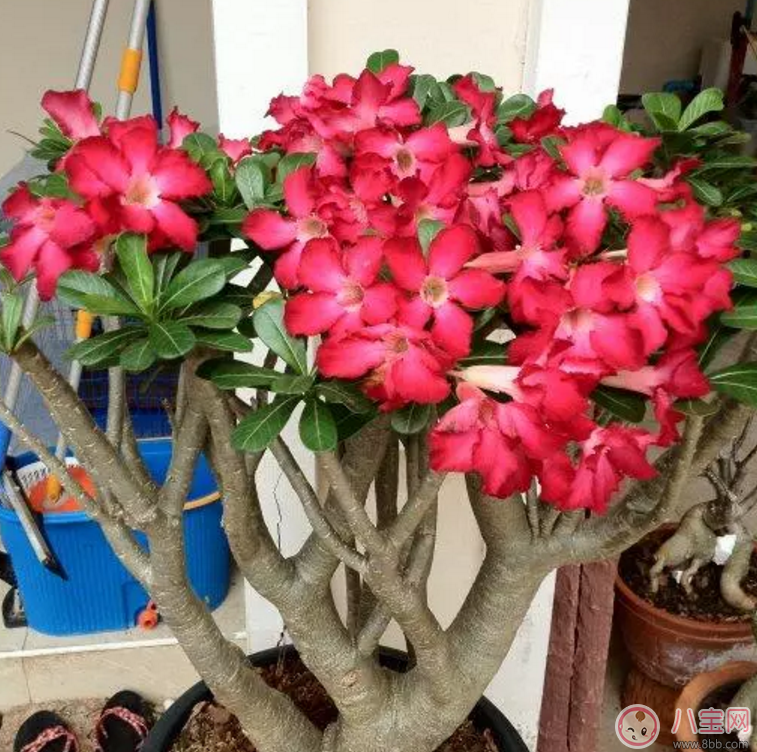 七夕節(jié)送什么花給老婆 怎么送花更浪漫