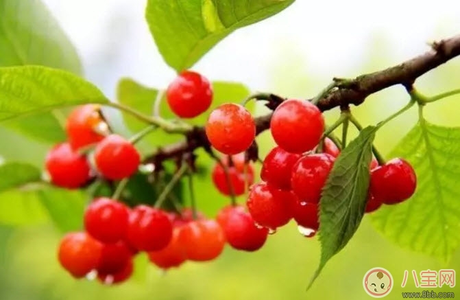 孕婦能吃櫻桃嗎 孕婦怎么吃櫻桃最營(yíng)養(yǎng)