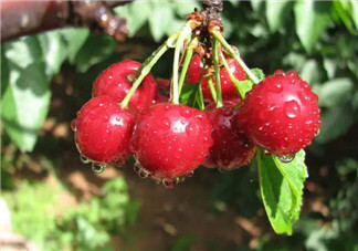 孕婦能吃櫻桃嗎 孕婦怎么吃櫻桃最營養(yǎng)