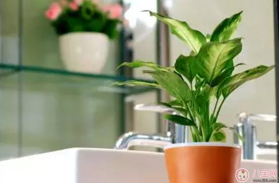 萬(wàn)年青對(duì)孕婦有影響嗎 孕婦觸碰萬(wàn)年青會(huì)有事嗎