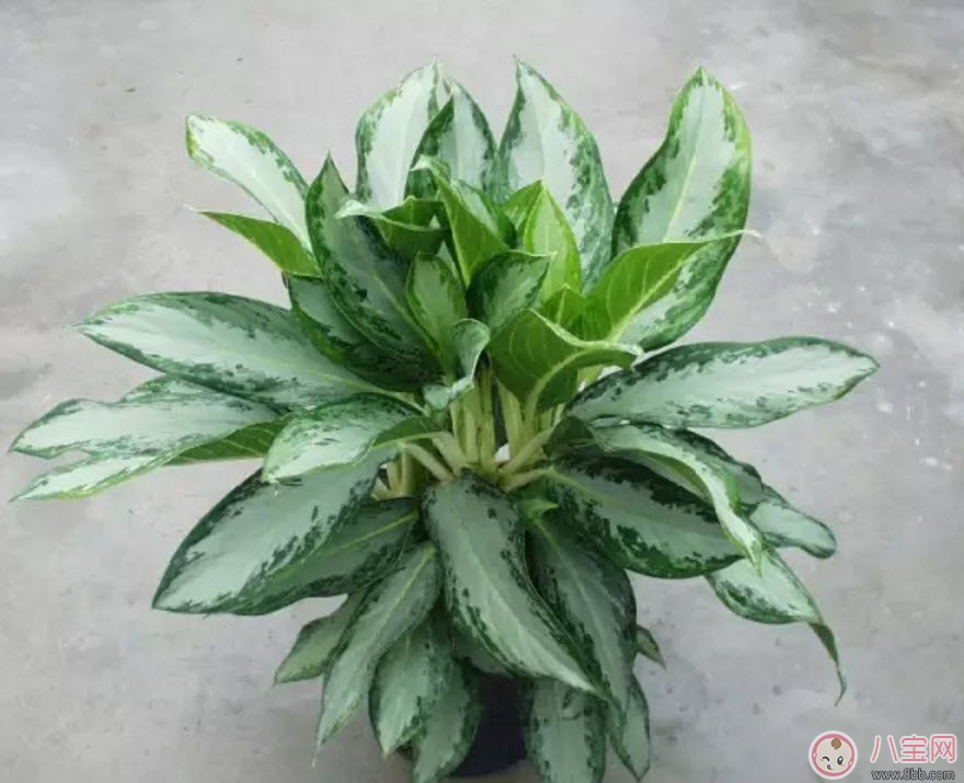 萬(wàn)年青對(duì)孕婦有影響嗎 孕婦觸碰萬(wàn)年青會(huì)有事嗎