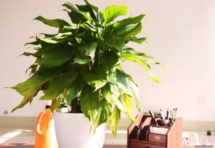 萬(wàn)年青對(duì)孕婦有影響嗎 孕婦觸碰萬(wàn)年青會(huì)有事嗎