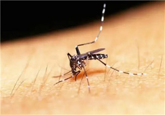 孕婦用什么蚊香安全 孕婦能用電蚊香嗎