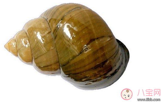 福壽螺危害極大 生活中有哪些東西最好避開不吃
