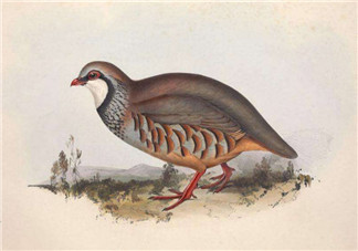 孕婦能吃鵪鶉嗎 孕婦吃鵪鶉的好處有哪些