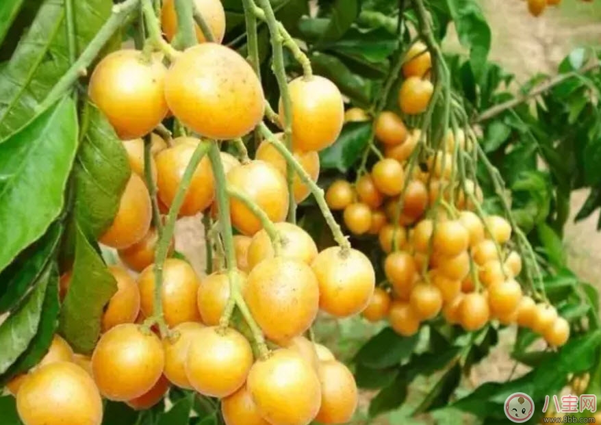 孕婦可以吃黃皮嗎 孕婦懷孕早期能不能吃黃皮果