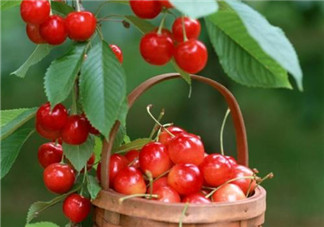 櫻桃營(yíng)養(yǎng)價(jià)值高 寶寶如何正確的食用櫻桃