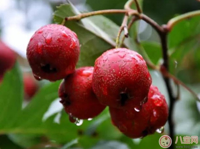 孕婦不能吃的食物清單 懷孕期間不能貪嘴多吃的5種水果