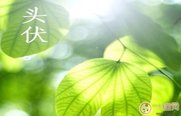 2017頭伏吃餃子 頭伏寶寶吃餃子怎么做(適合寶寶的兒童迷你水餃)