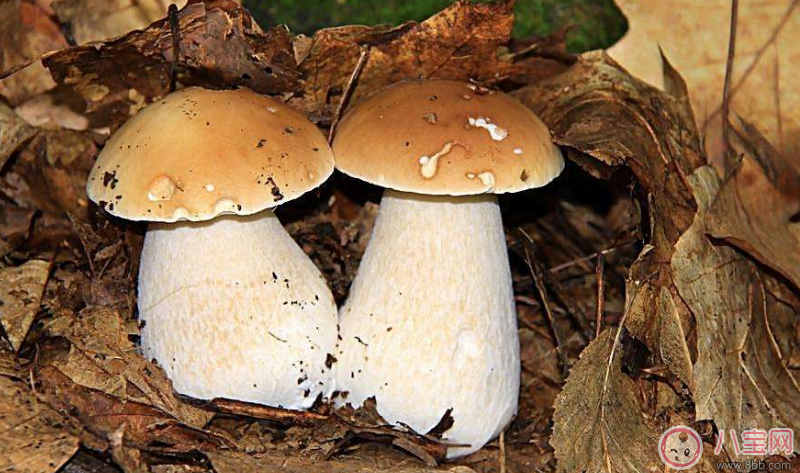 孩子早餐適合吃什么     發(fā)酵類食品推薦