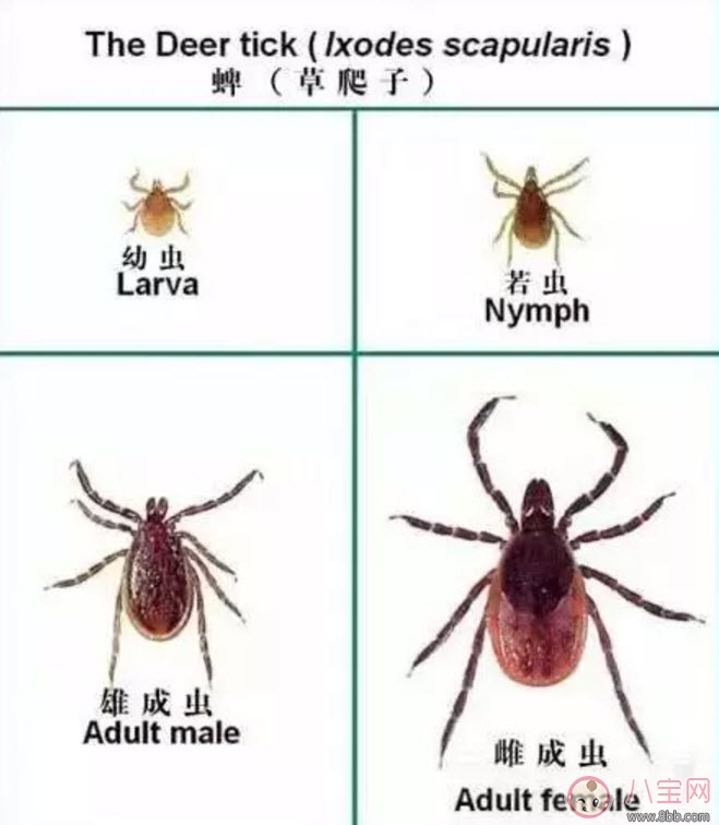 寶寶被蜱蟲咬了癥狀圖片 寶寶被蜱蟲咬和蚊子咬癥狀對比圖片區(qū)別