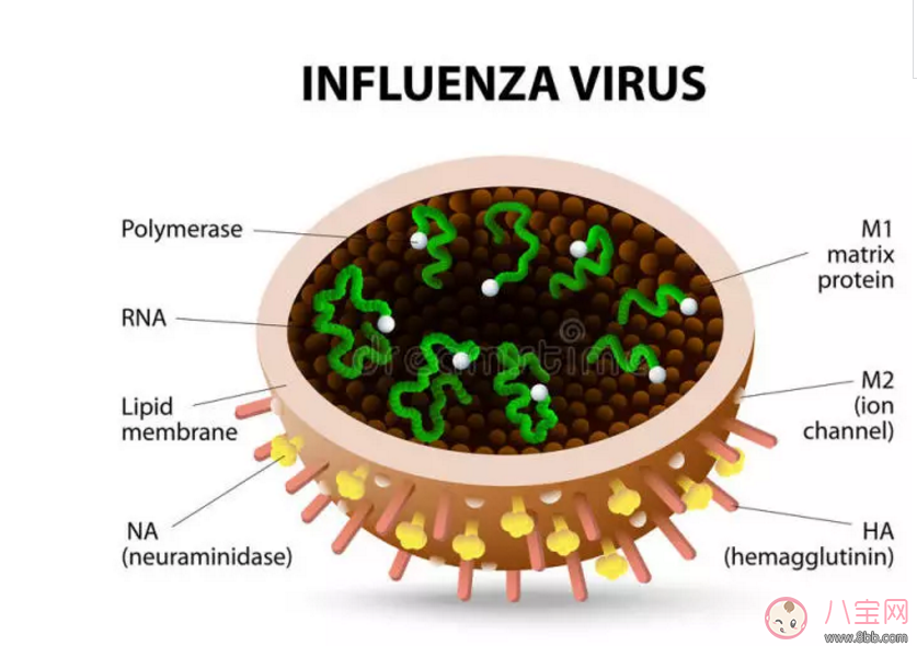 香港流感爆發(fā) 如何預防流感