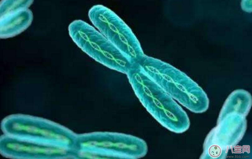 蠶豆病的遺傳規(guī)律是什么 蠶豆病母親傳給兒子父親傳給女兒