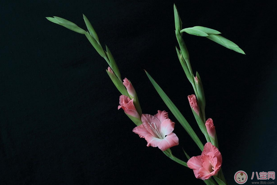 教師節(jié)送花只知道康乃馨怎么行 2017最適合送老師花推薦