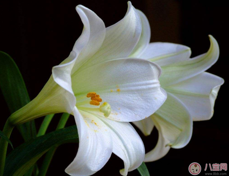 教師節(jié)送花只知道康乃馨怎么行 2017最適合送老師花推薦