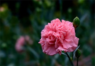 教師節(jié)送花只知道康乃馨怎么行 2017最適合送老師花推薦